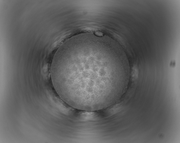 X0000113340428200909291035