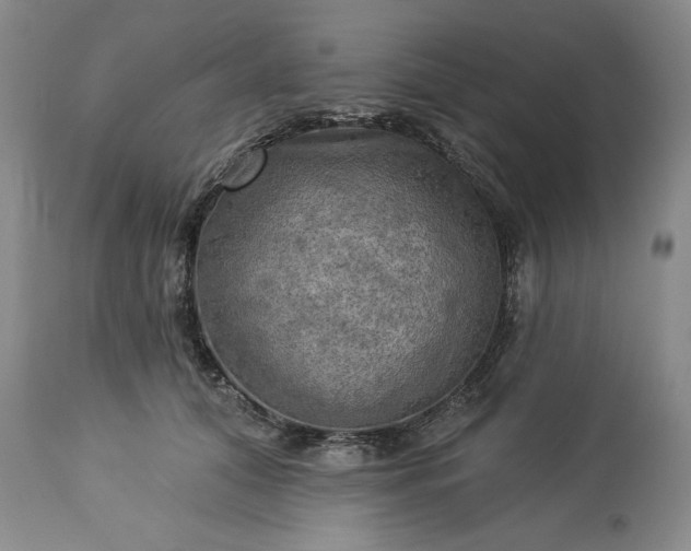 X0000113340608200909291031