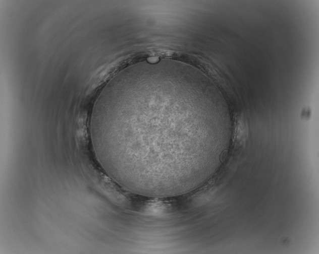 X0000113340616200909291031