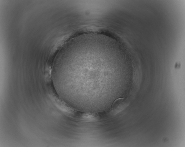 X0000113340624200909291031