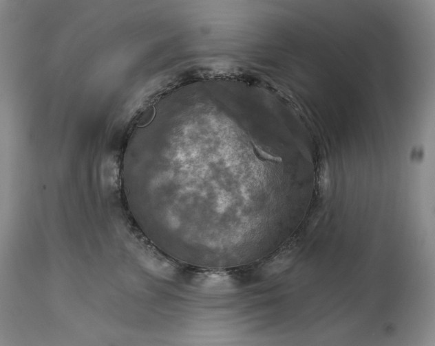 X0000113340715200909291030