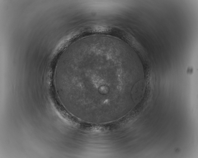 X0000113340736200909291029