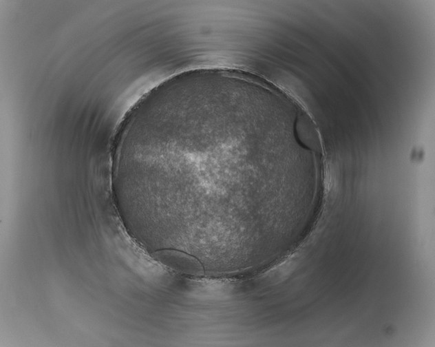 X0000113340781200909291029