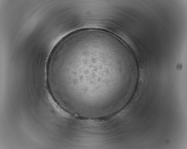 X0000113340980200909291025