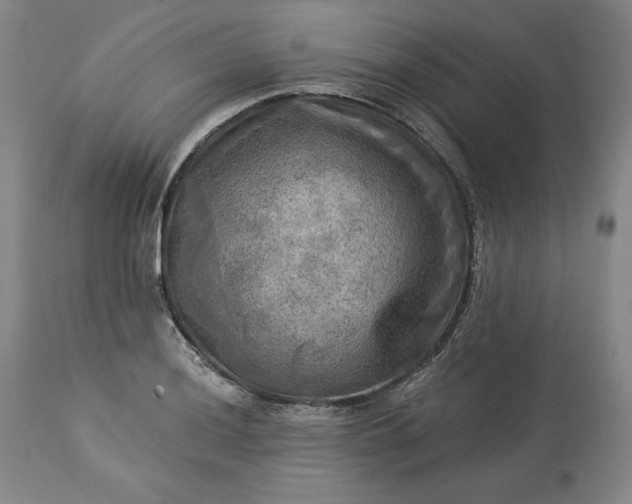 X0000113341036200909291025