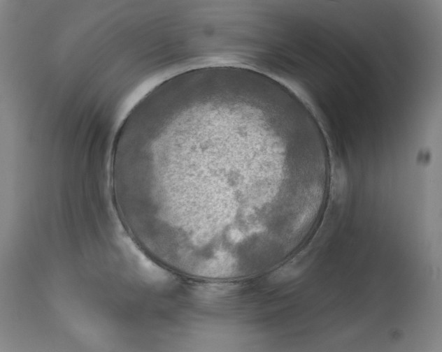 X0000113341294200909291021