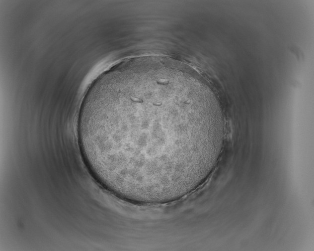 X0000113340004200910061007