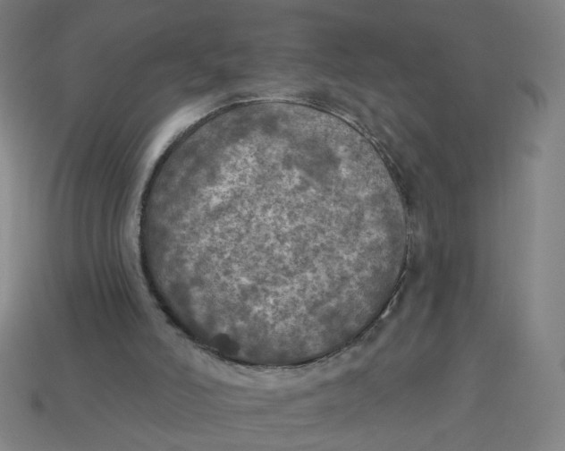 X0000113340006200910061007