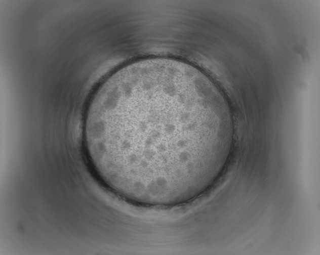 X0000113340016200910061007
