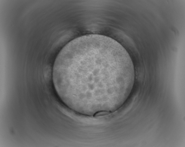 X0000113340036200910061007