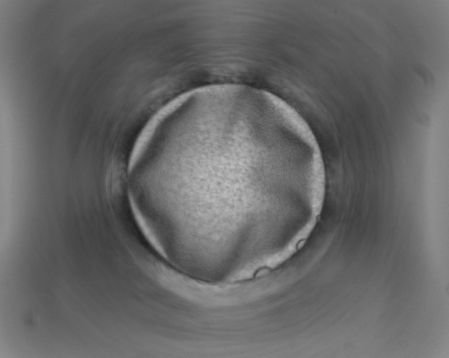 X0000113340038200910061007