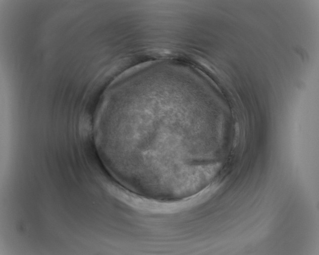 X0000113340048200910061007