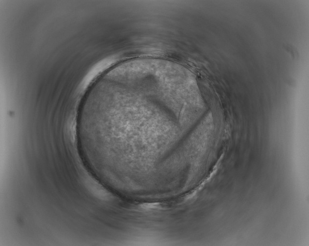 X0000113340054200910061006