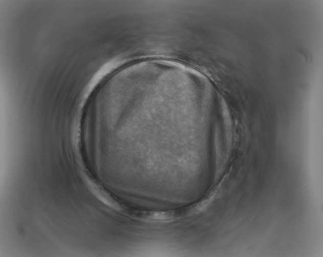 X0000113340056200910061006