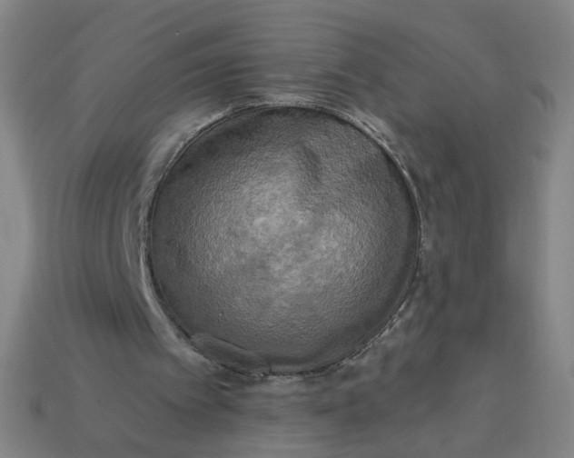 X0000113340097200910061006