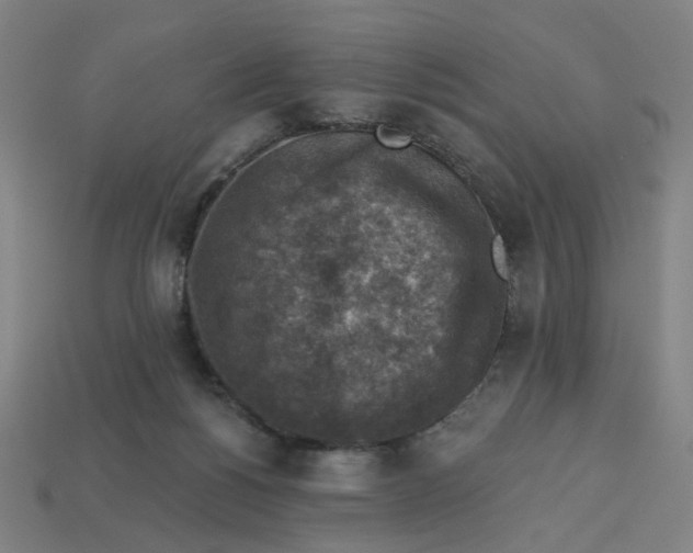 X0000113340168200910061005