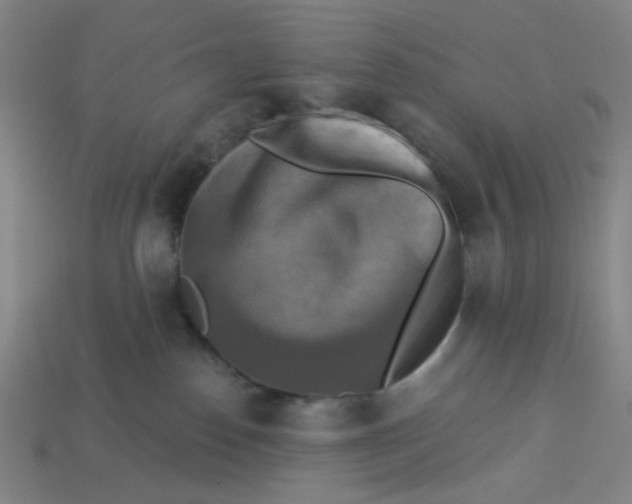 X0000113340186200910061006