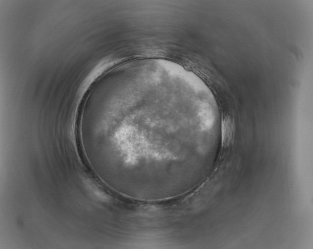 X0000113340195200910061005