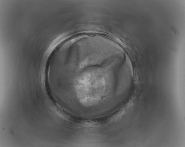X0000113340199200910061005