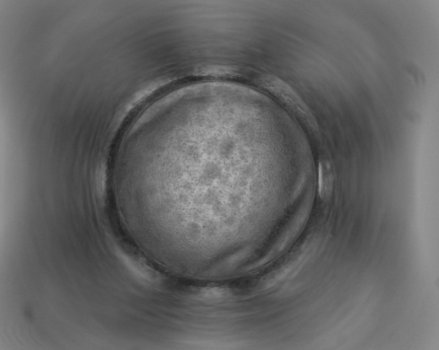 X0000113340204200910061005