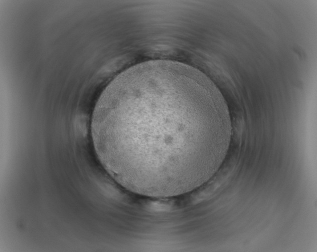 X0000113340232200910061005