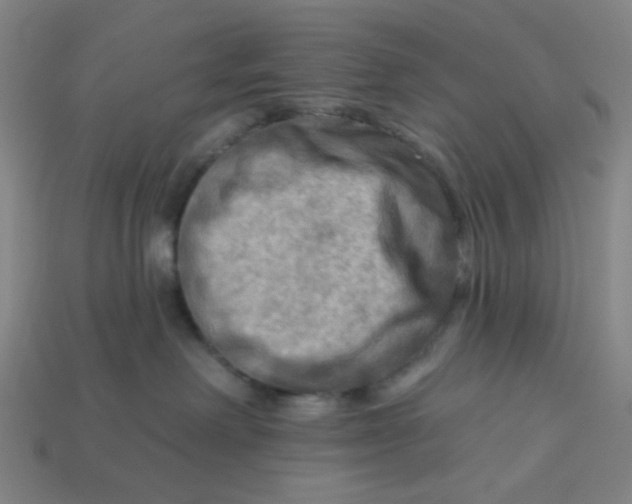 X0000113340238200910061004