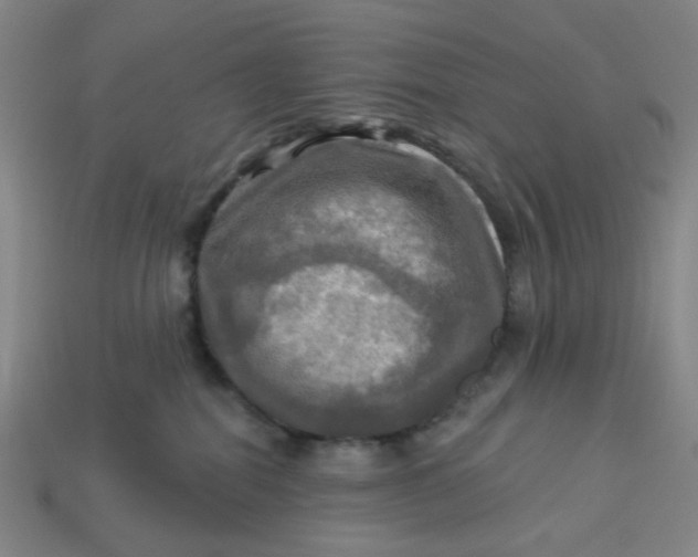 X0000113340282200910061004