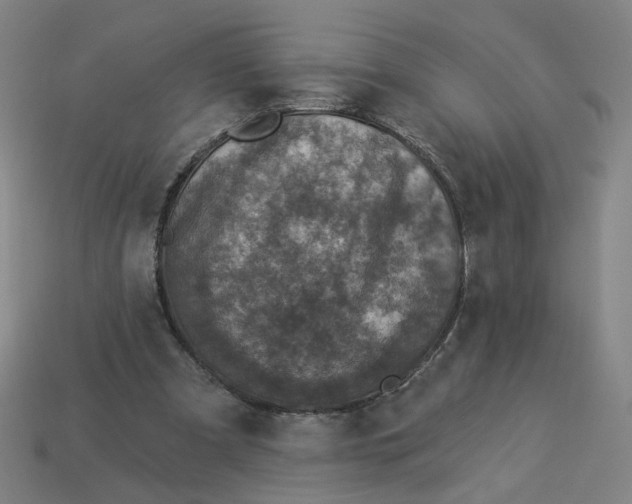 X0000113340297200910061003