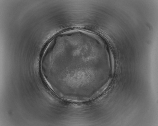 X0000113340346200910061002