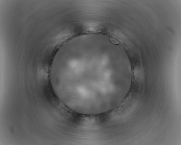 X0000113340423200910061002