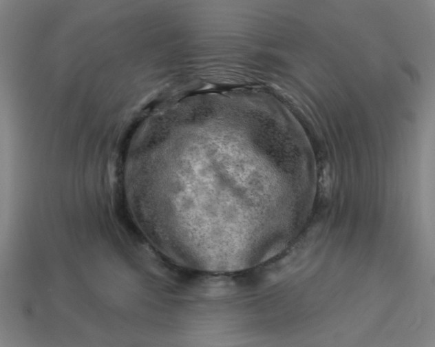 X0000113340424200910061002