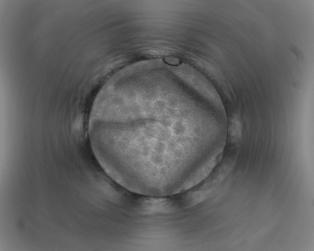 X0000113340428200910061002