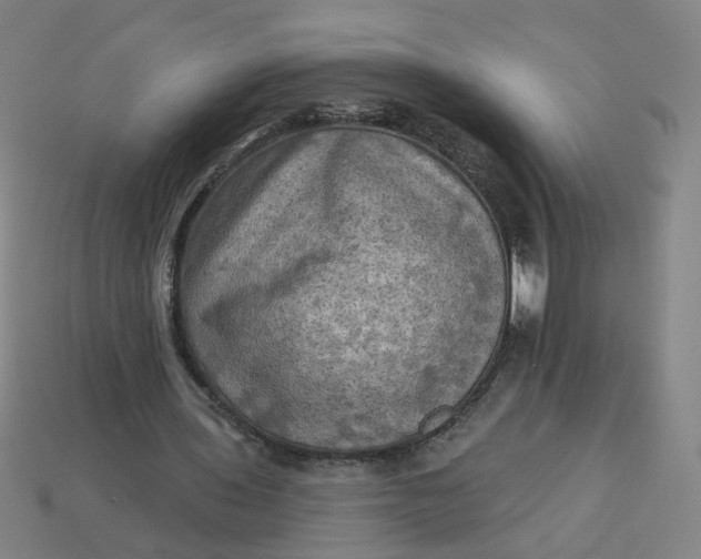 X0000113340435200910061001