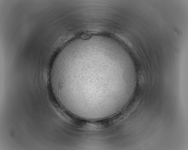 X0000113340455200910061001