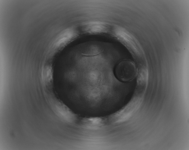 X0000113340478200910061002