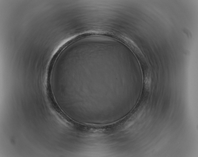 X0000113340484200910061001