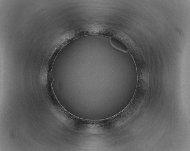 X0000113340496200910061001