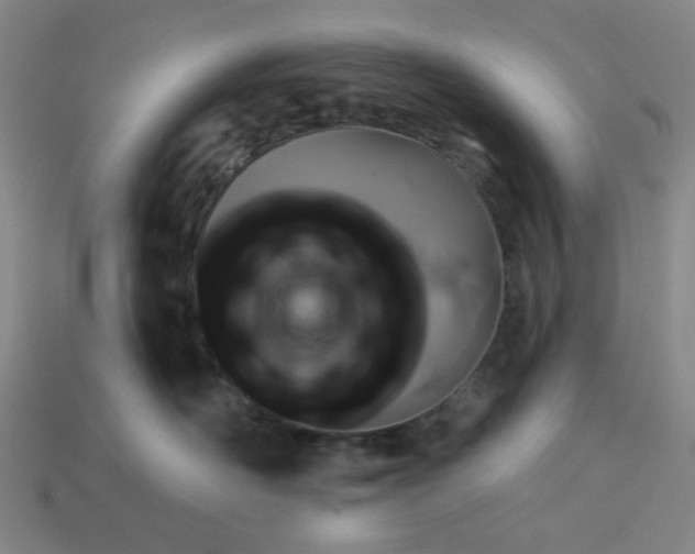 X0000113340526200910061000