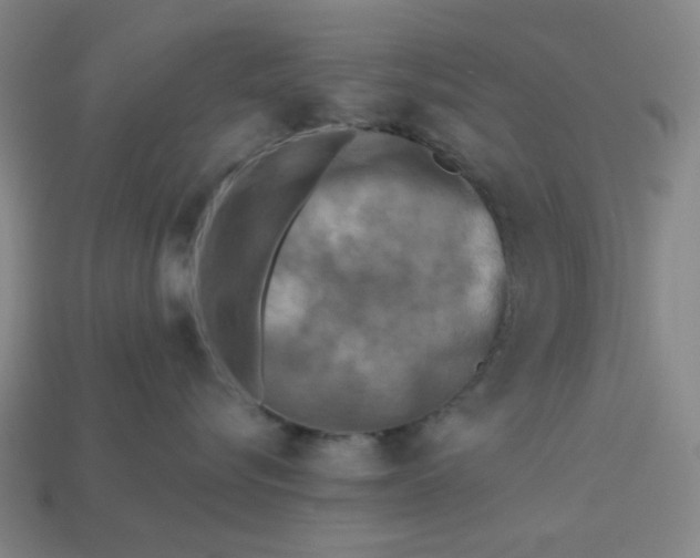 X0000113340576200910061000