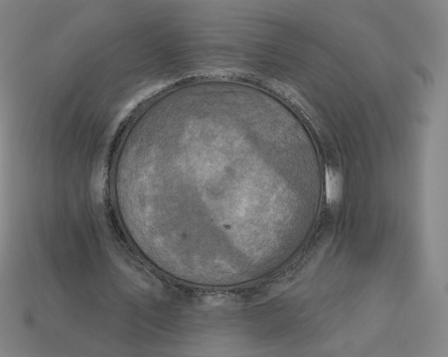 X0000113340579200910061000