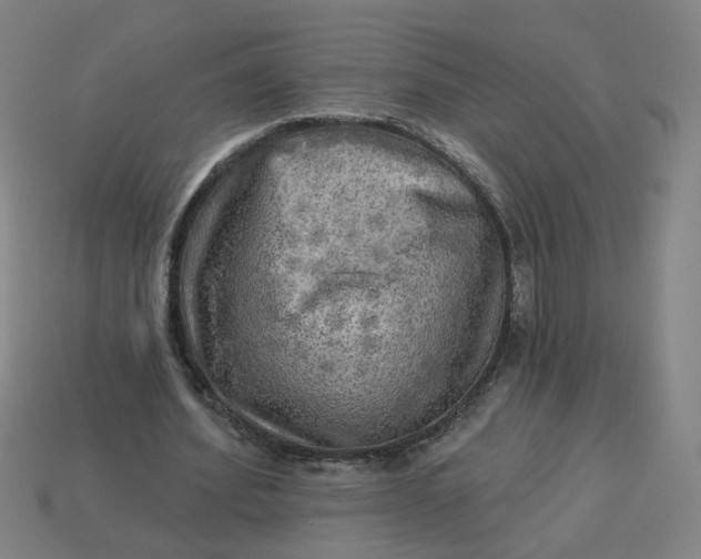 X0000113340580200910061000