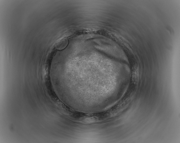 X0000113340608200910060959