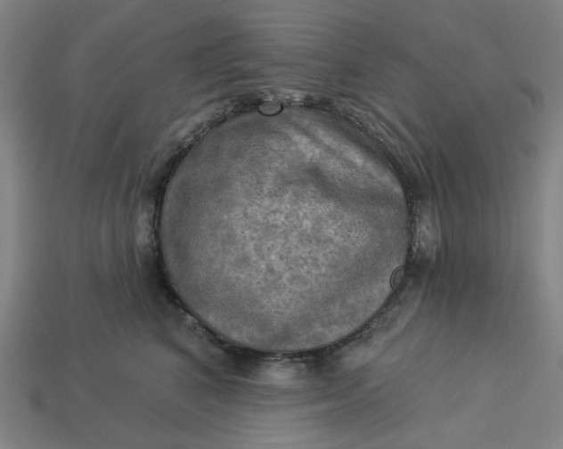 X0000113340616200910060959