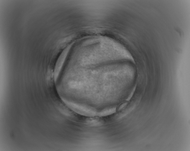 X0000113340624200910060959