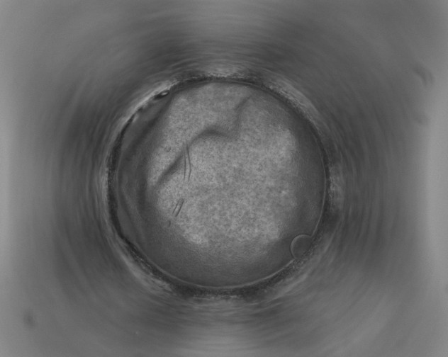 X0000113340626200910060958