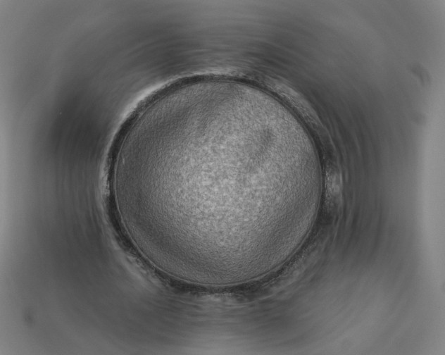 X0000113340628200910060958