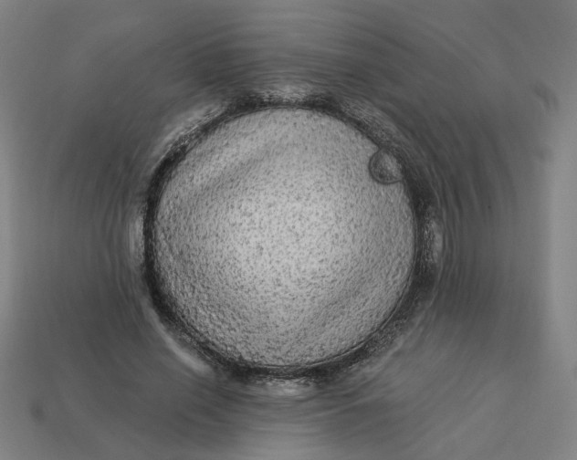 X0000113340638200910060958