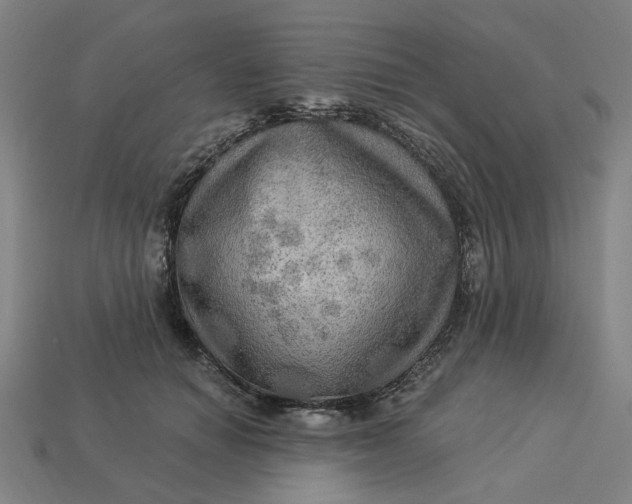 X0000113340654200910060959