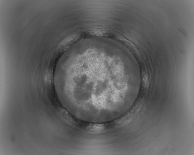 X0000113340665200910060959