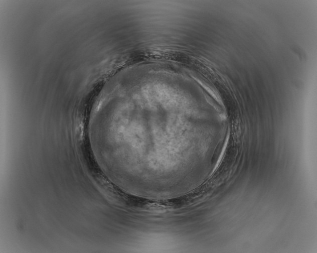 X0000113340703200910060958